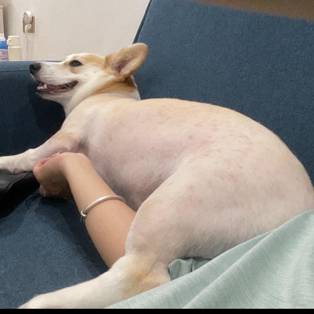 遛七百的碎碎念