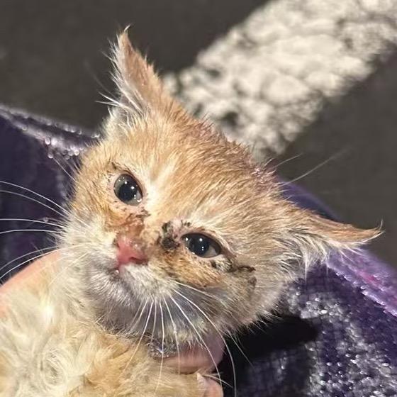 盘子的吃饭频道