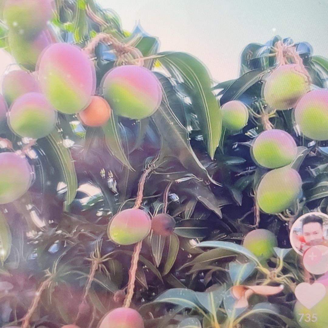 芒里偷闲