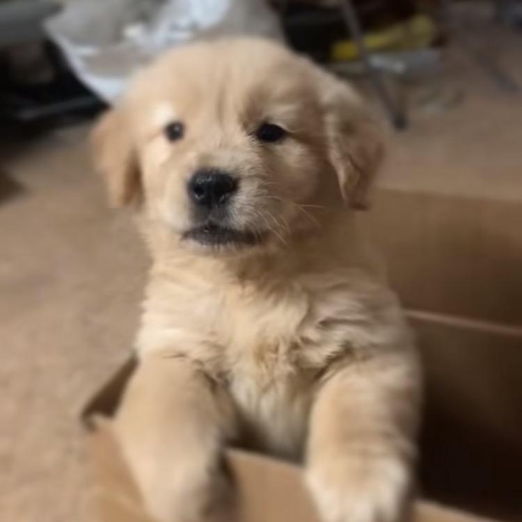 小崔聊养狗