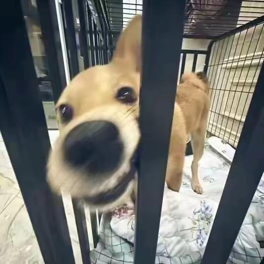 一条純爱鱼