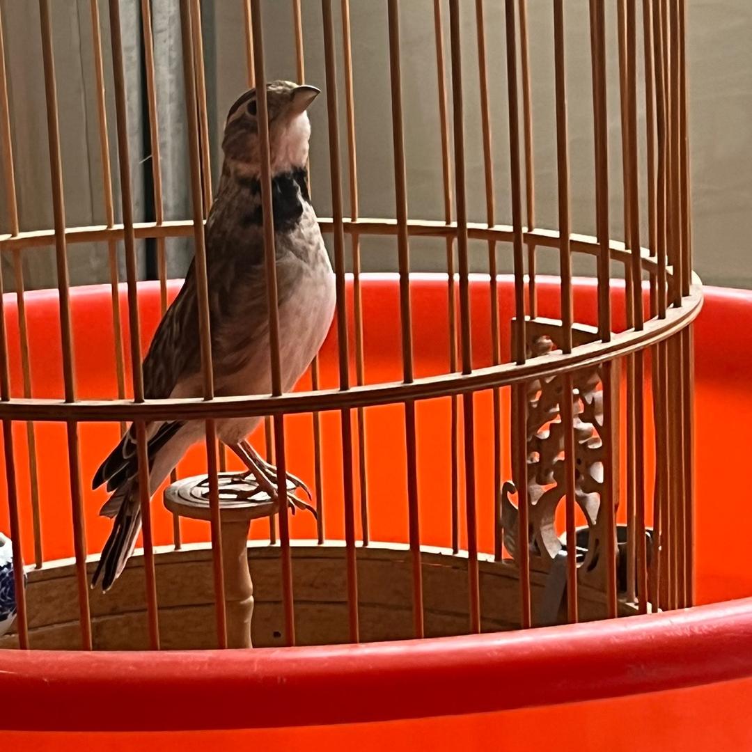 张兵玩鸟