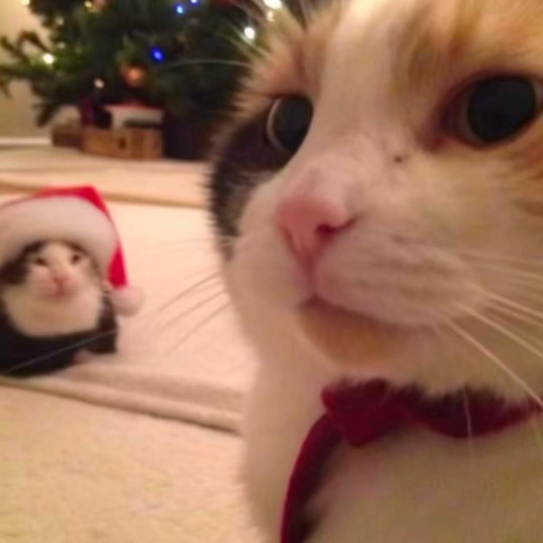 忘戴墨镜的熊猫