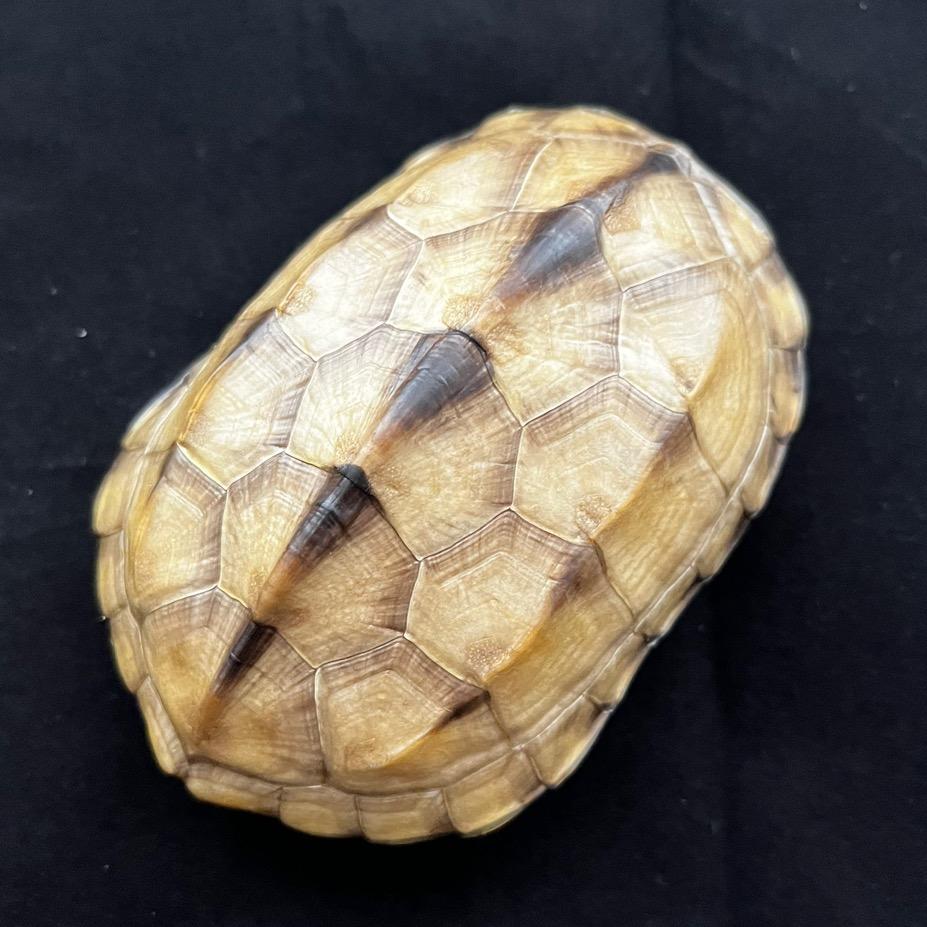 福睿文玩