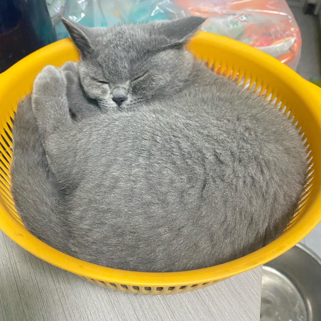 秀秀头像