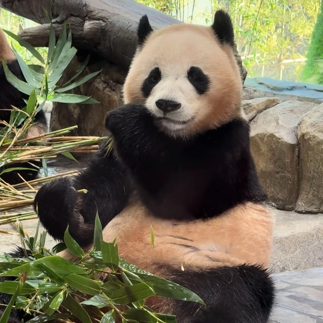 火焰化作红莲 绽开在地狱深处