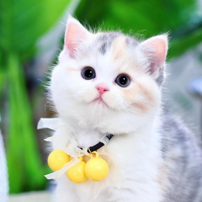 石榴猫舍—小启