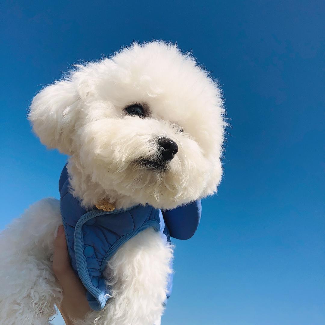 多多是小比熊🐶