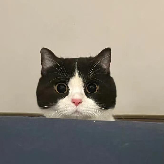 巷子里的猫^_^