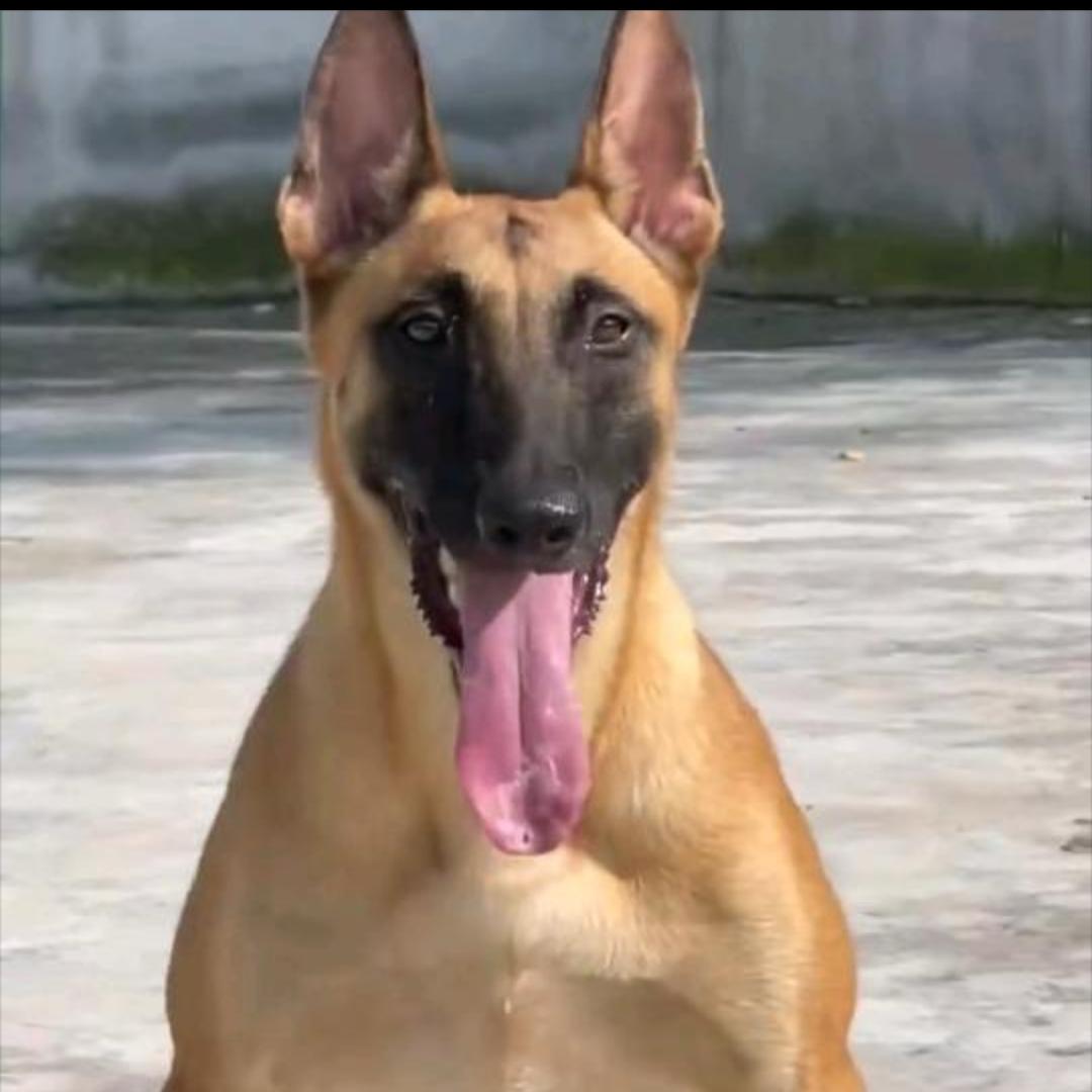 南京八戒哥犬舍3