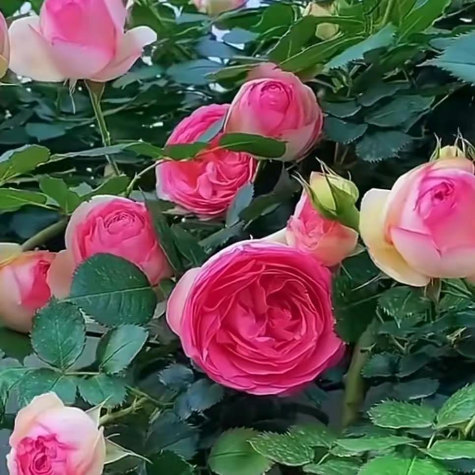 喜•花里🌸XIHUALI