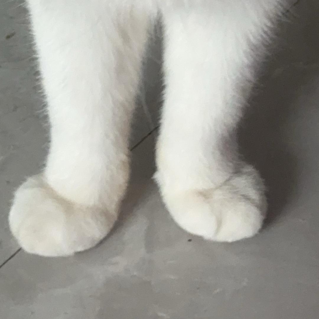 流氓兔（三角洲行动）