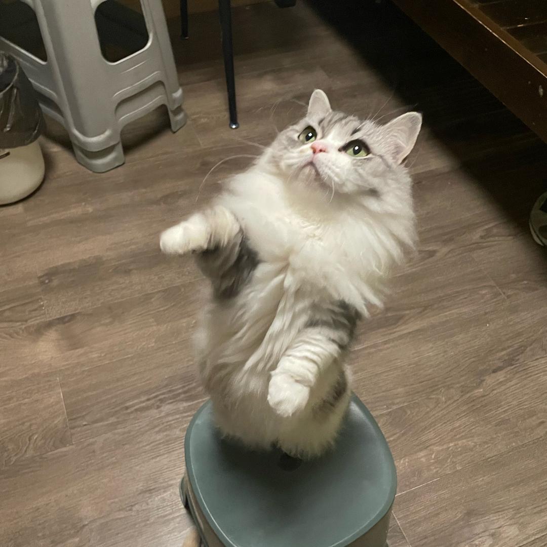 猫妈