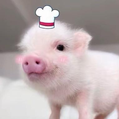 猪🐷