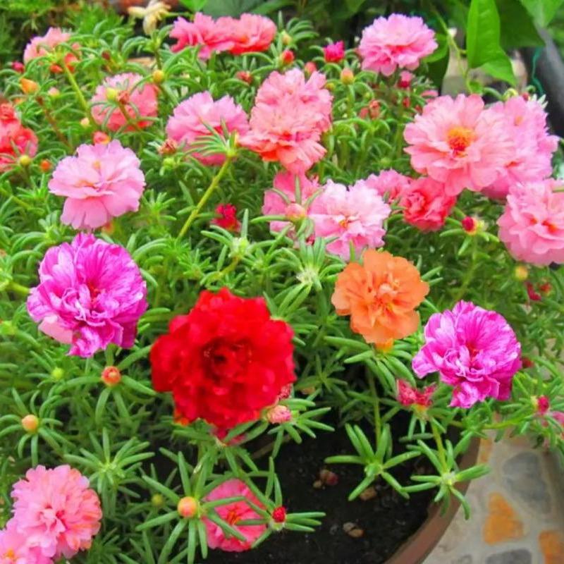 百花园