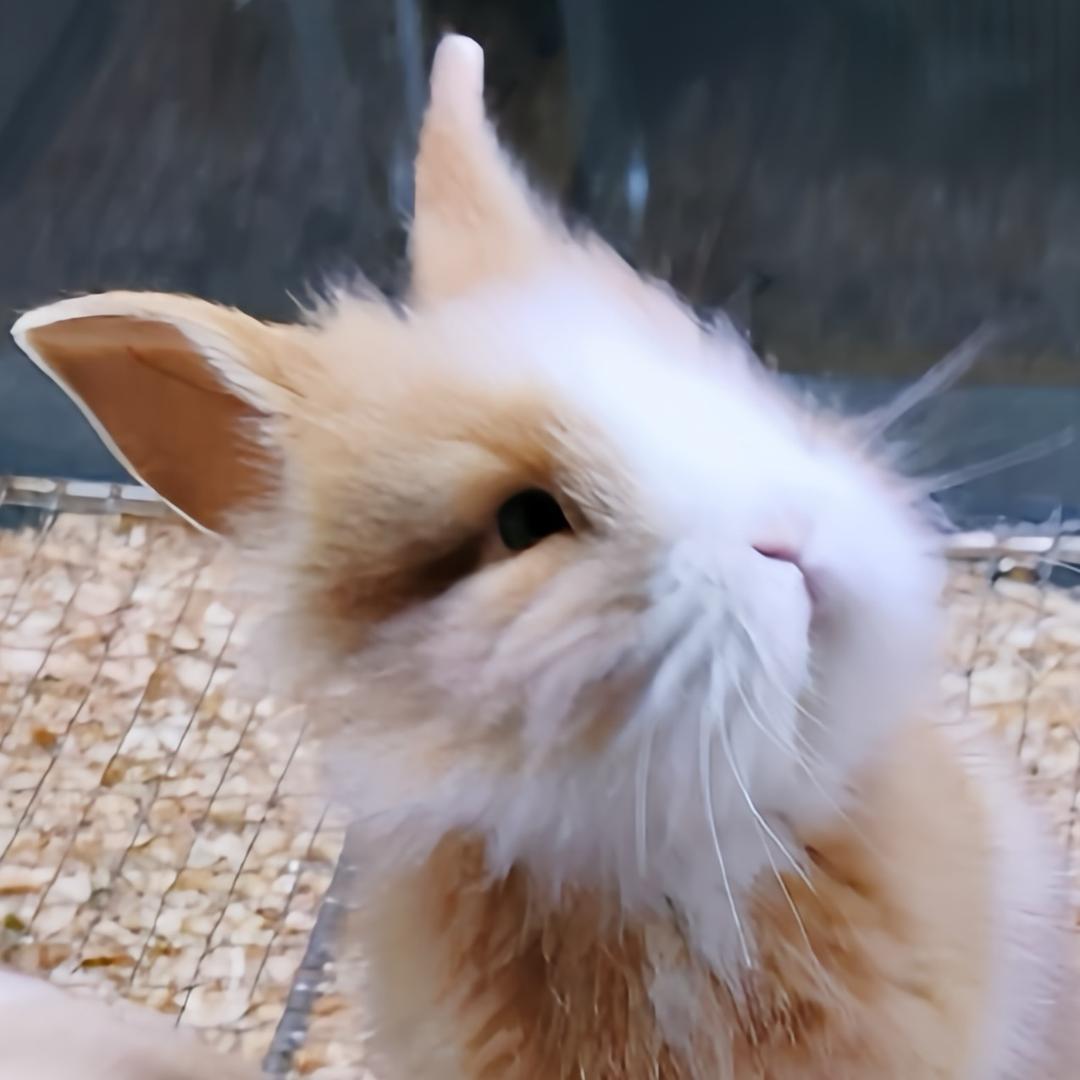 酥菲🐰