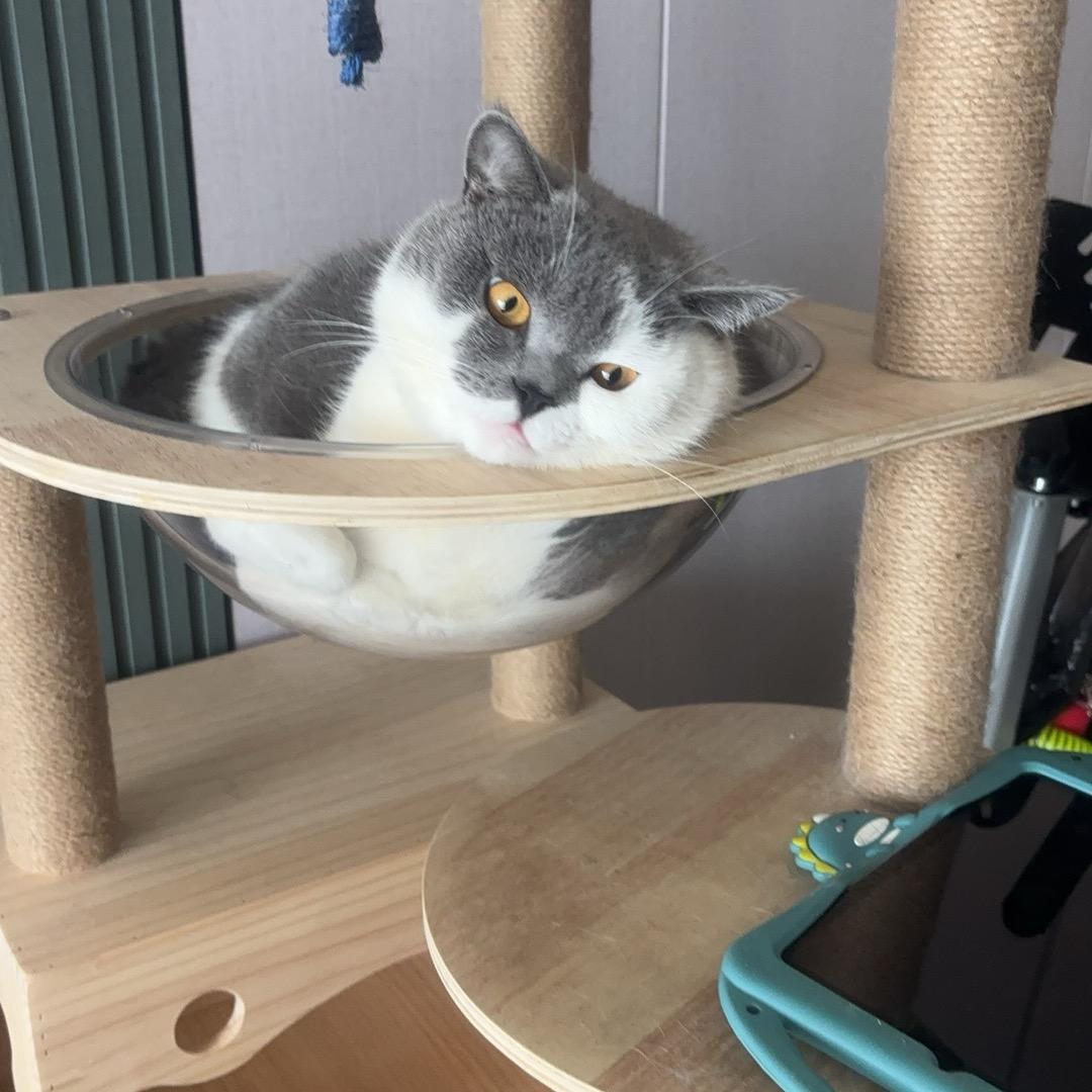 球球是个大肥喵