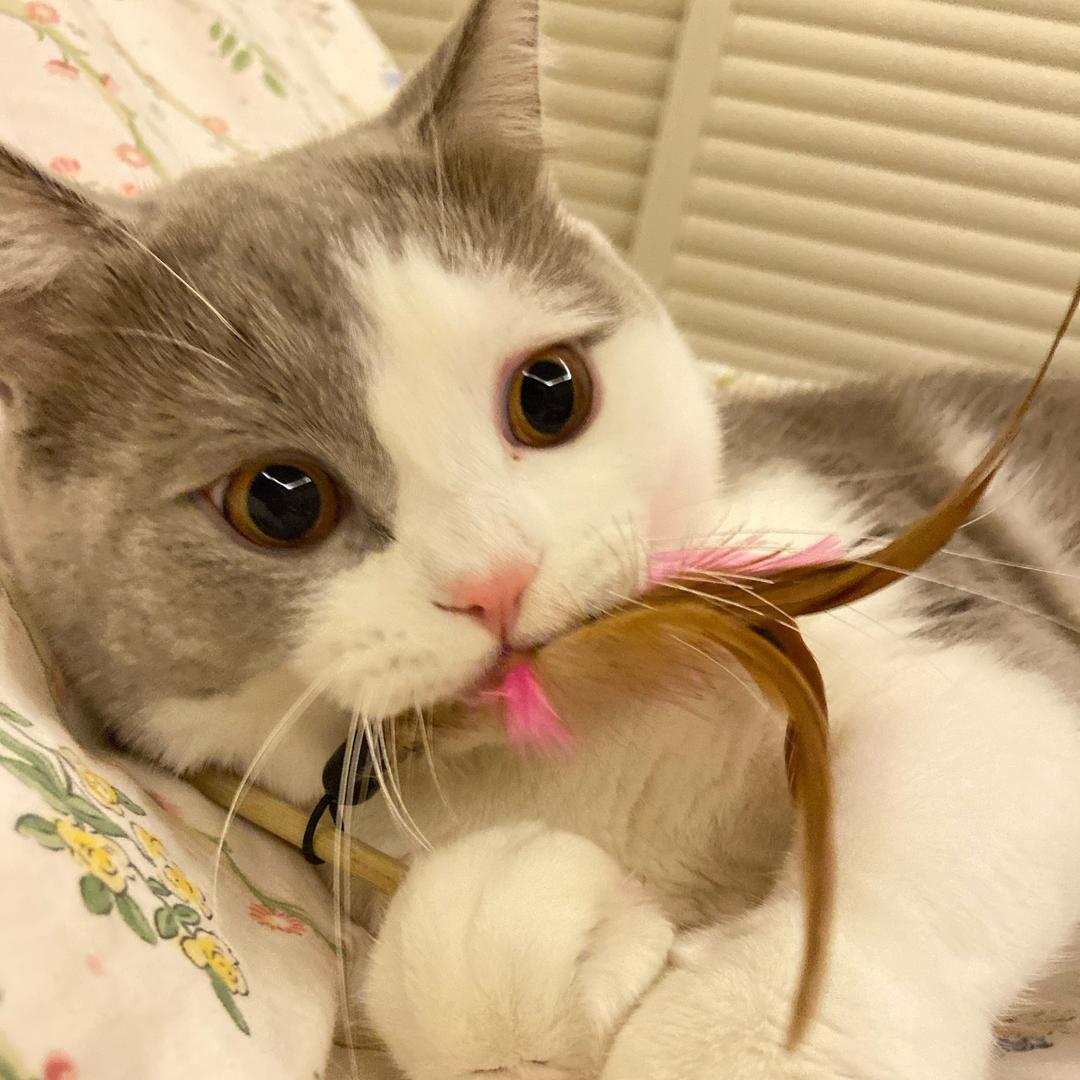 糖糖喵