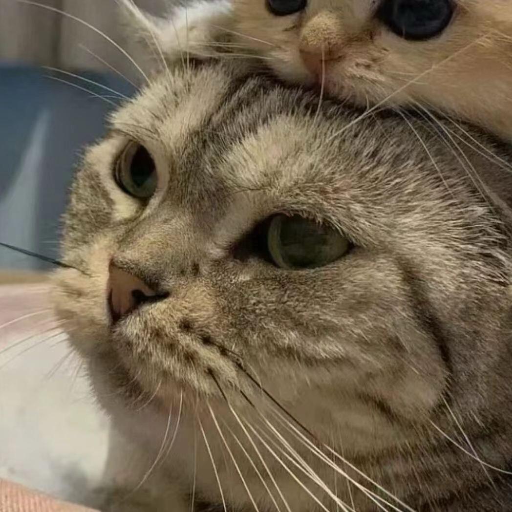 秋刀鱼不会过期：