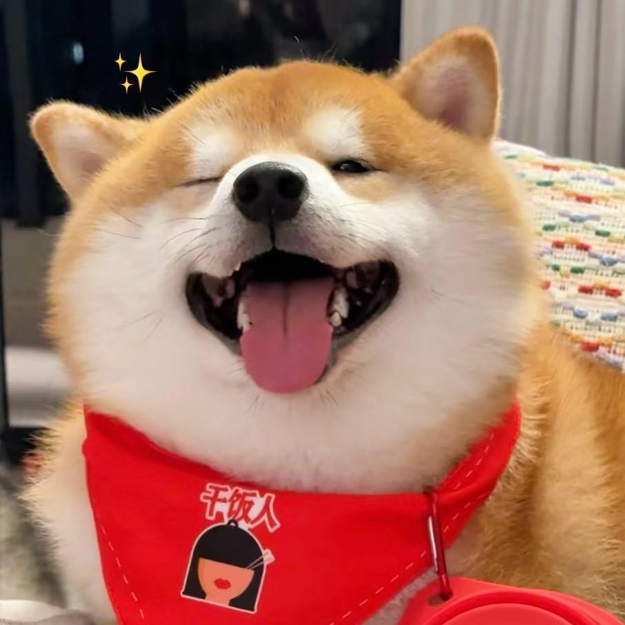 南通柴小酱（柴犬犬舍）