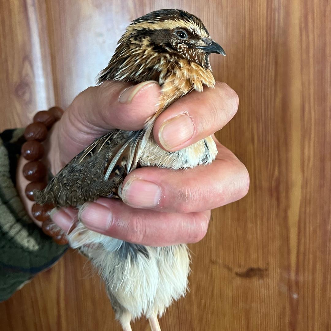 大威斗鹌鹑小号