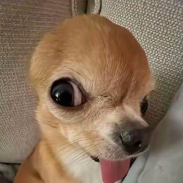 小丸子