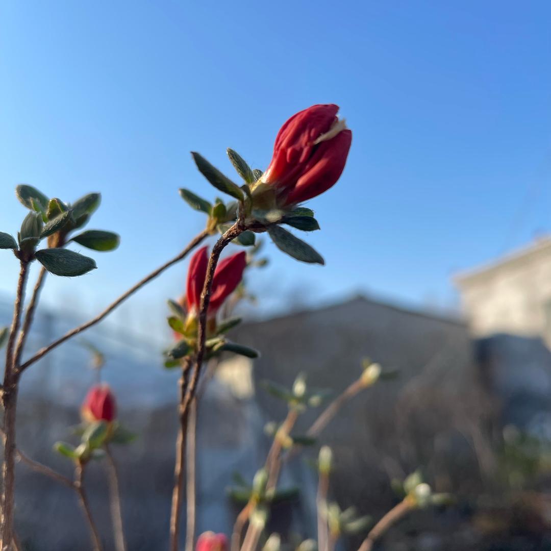 素园盆景