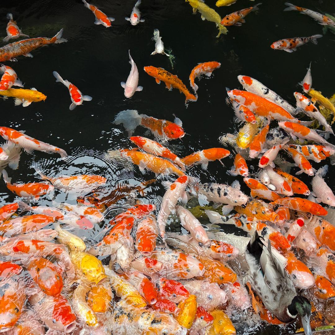 🌸茉上花开💦