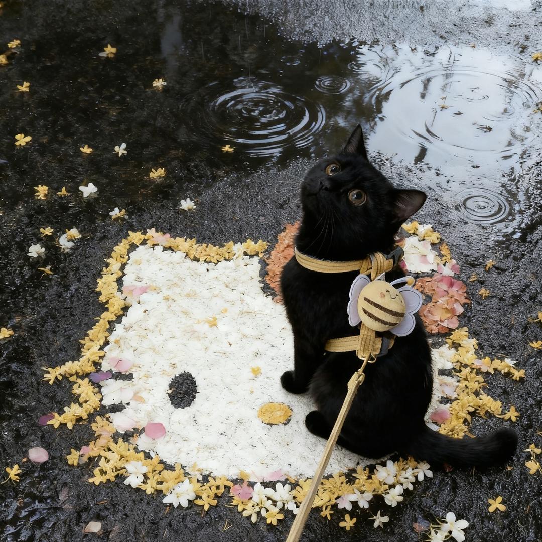 嘉缩（招人）