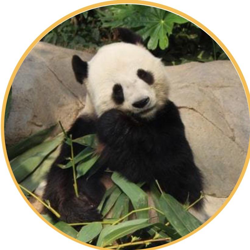 🐼喵喵爱熊猫