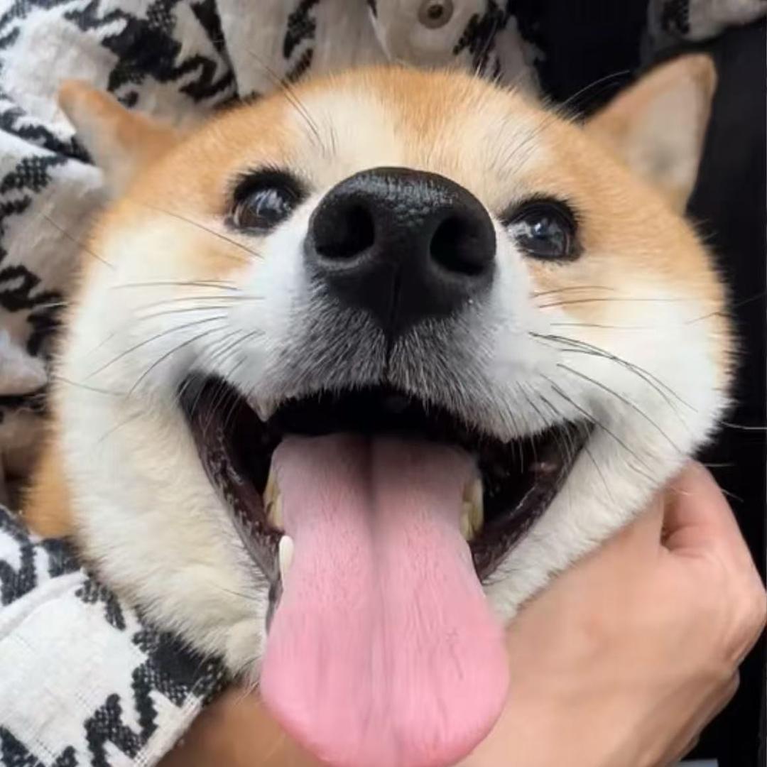 三角洲 猫猫
