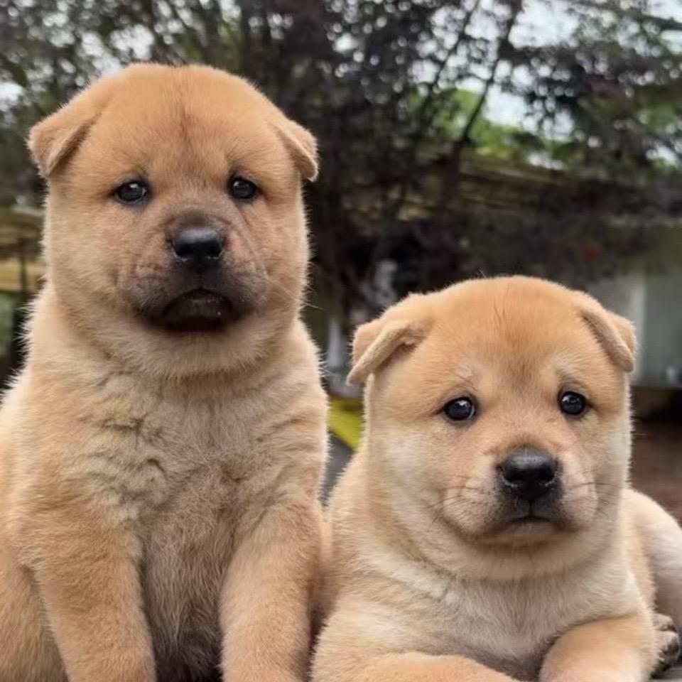 淘一只纯种的田园犬