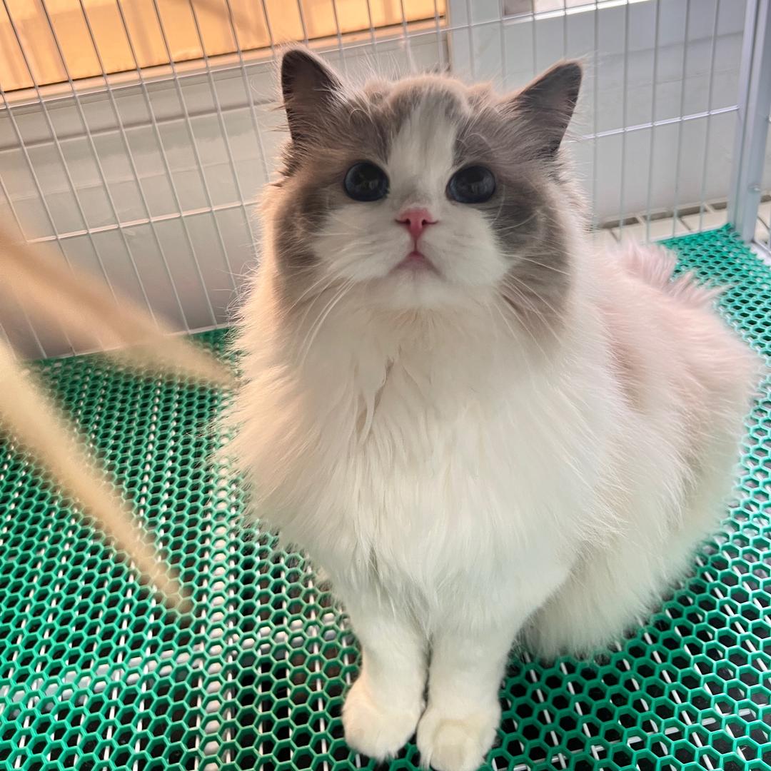 瑶瑶 有只布偶猫。