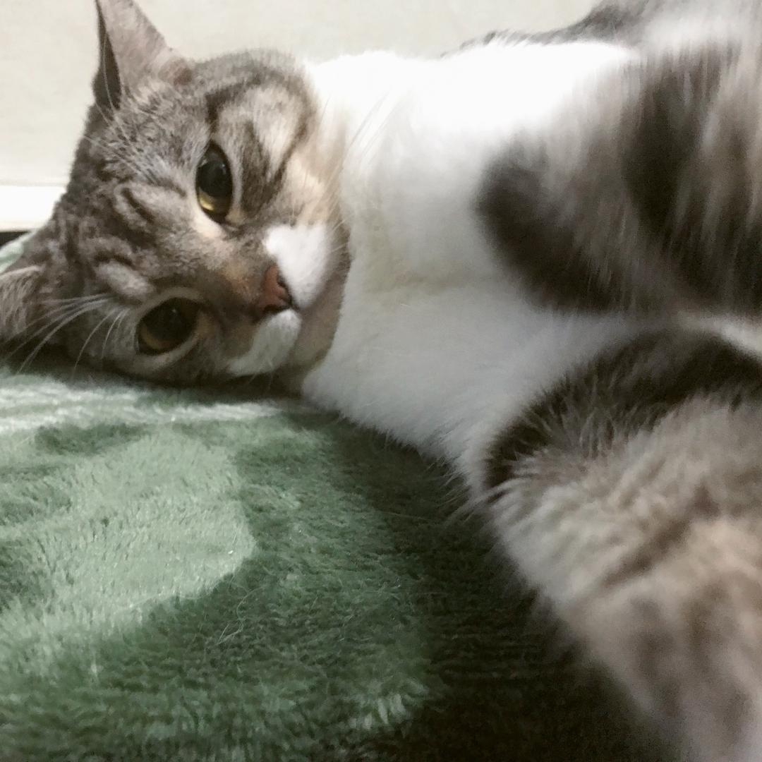 乌龙奶茶不加盖