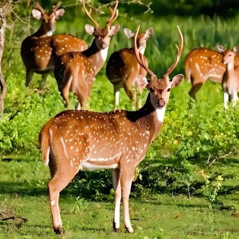 鸿承鹿肉严选（源头直销）