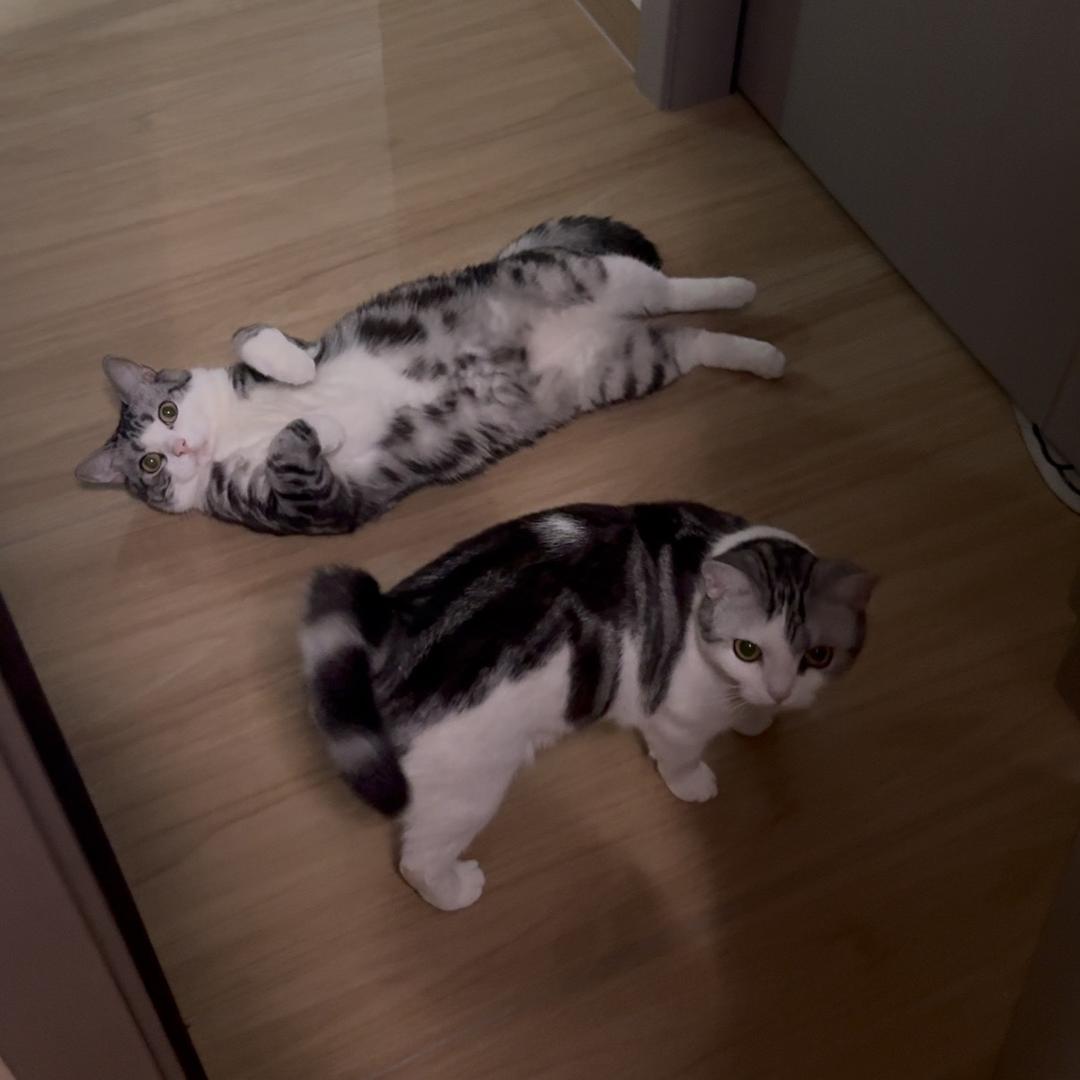 两只喵🐱