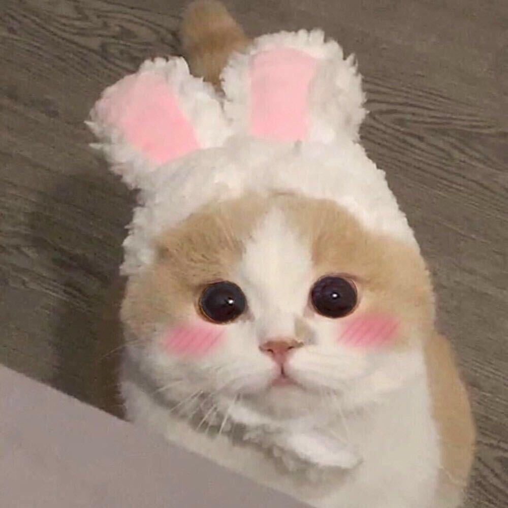 寶贝音音