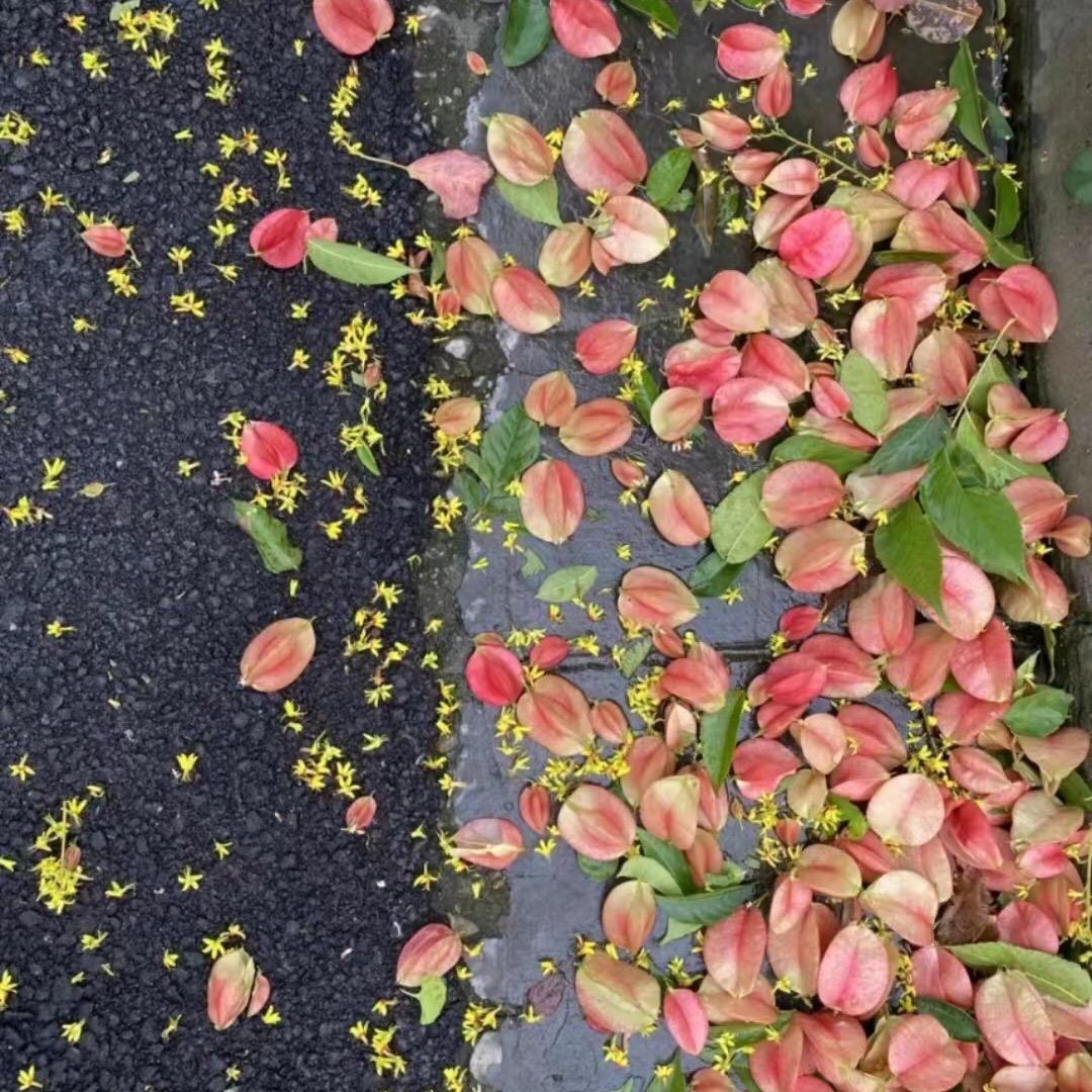 花又落