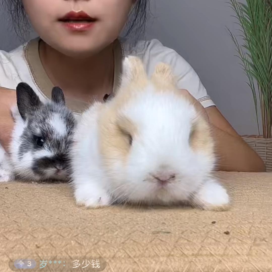 兔8哥