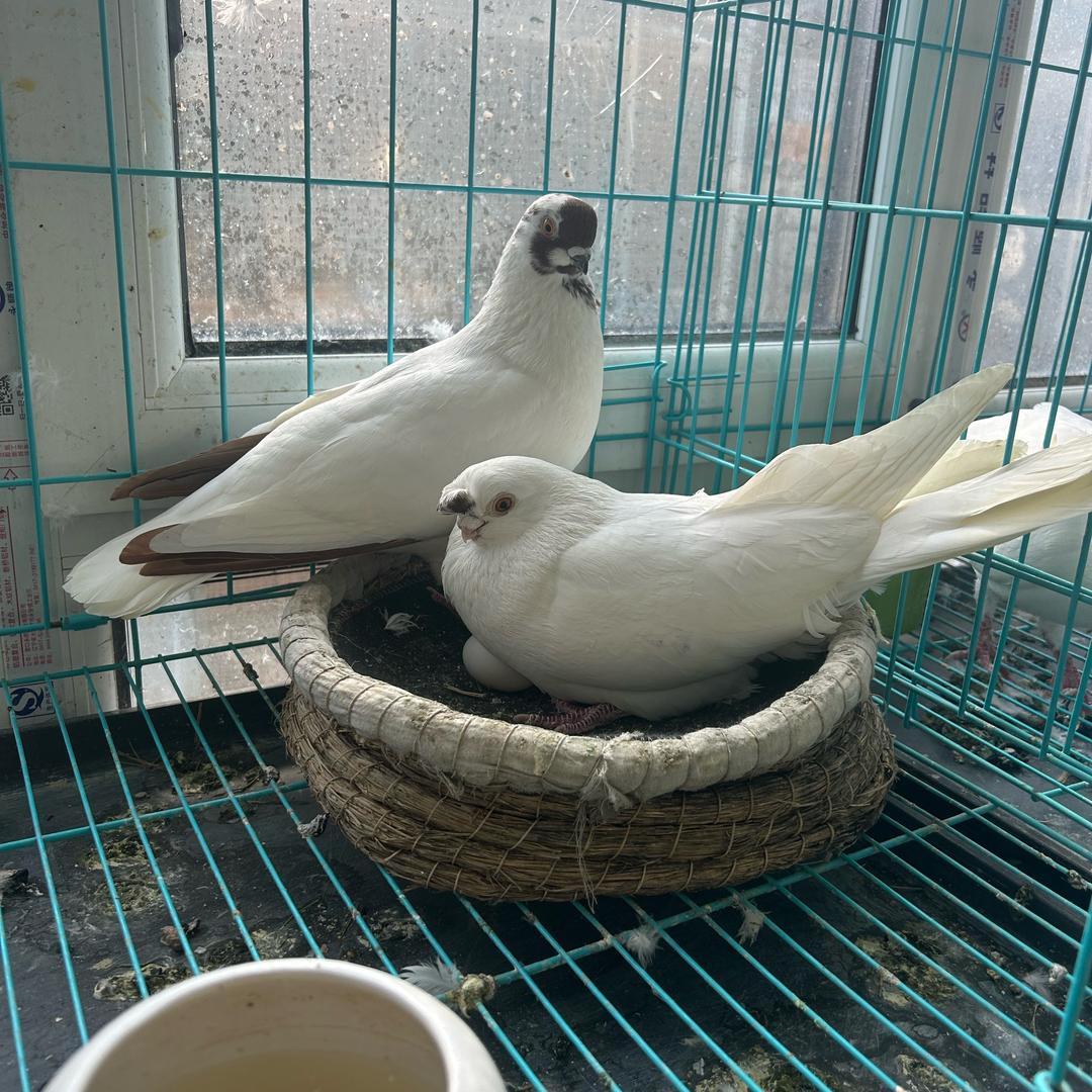 鸽子
