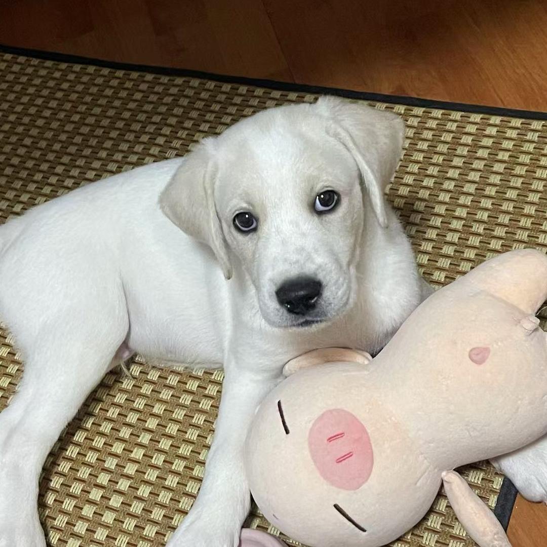 八赫🐶宝贝