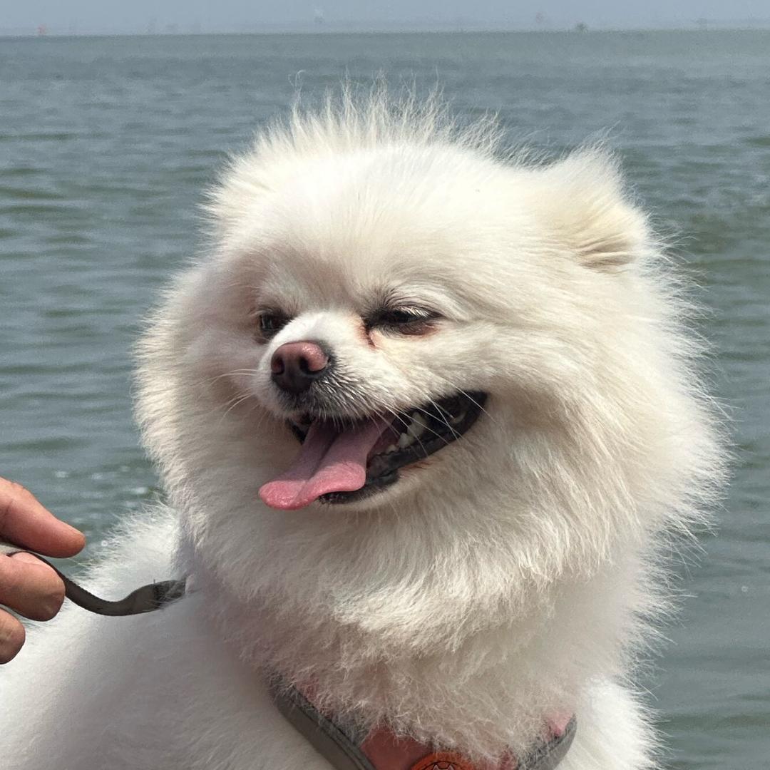 汪宝与犬子