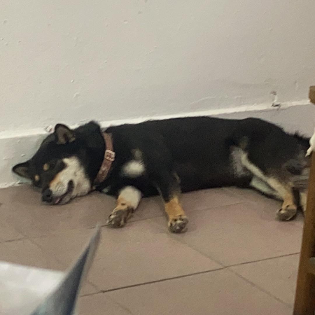 一条不是很细的🐶