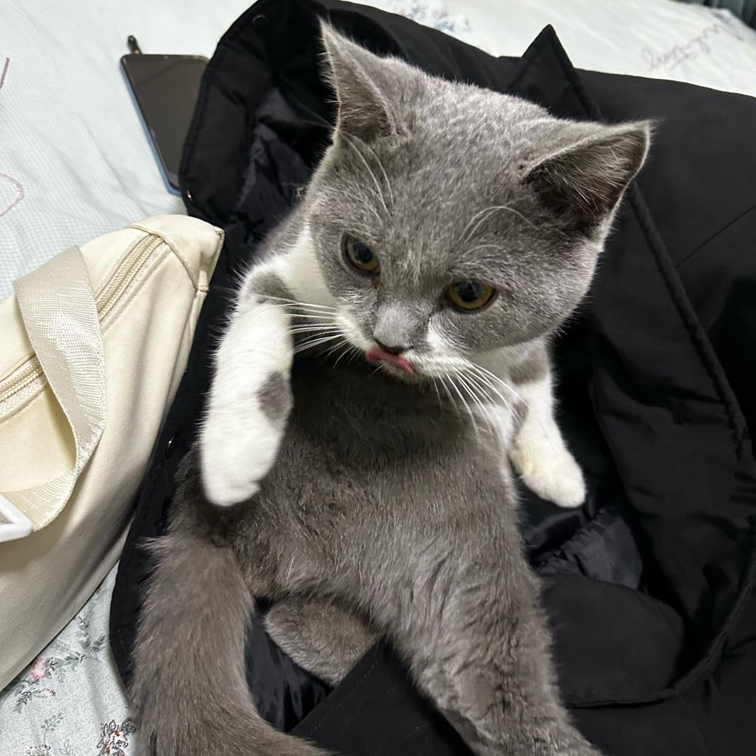 喵啊喵