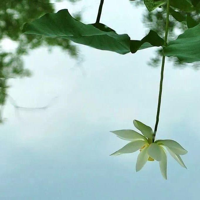 辰月