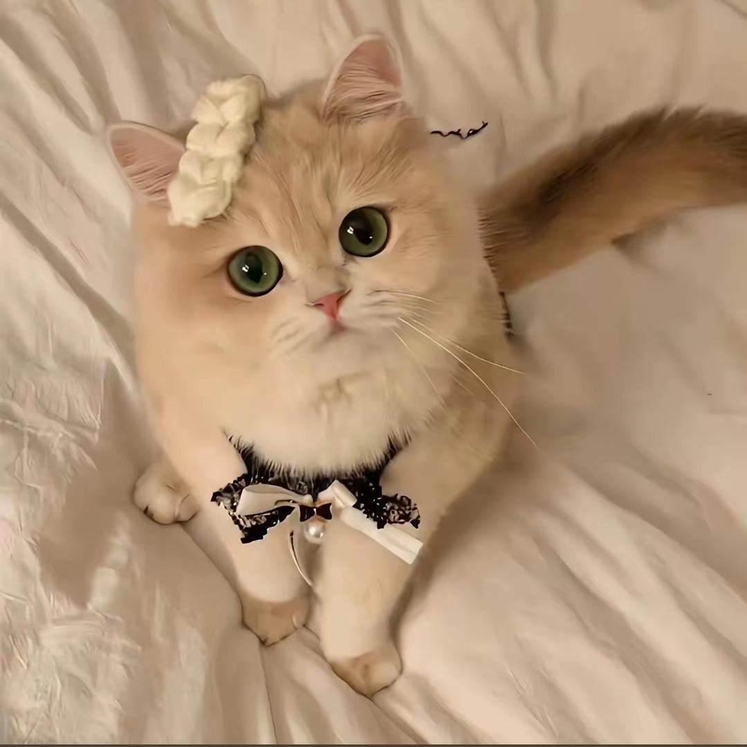 🍃奶糖吖🌈