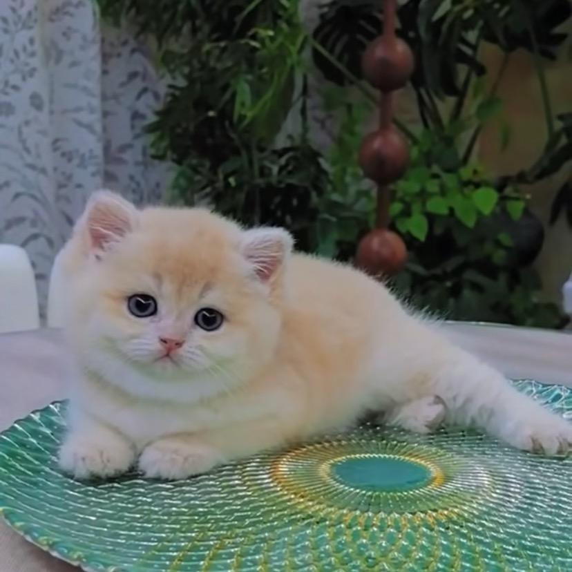 童话的猫