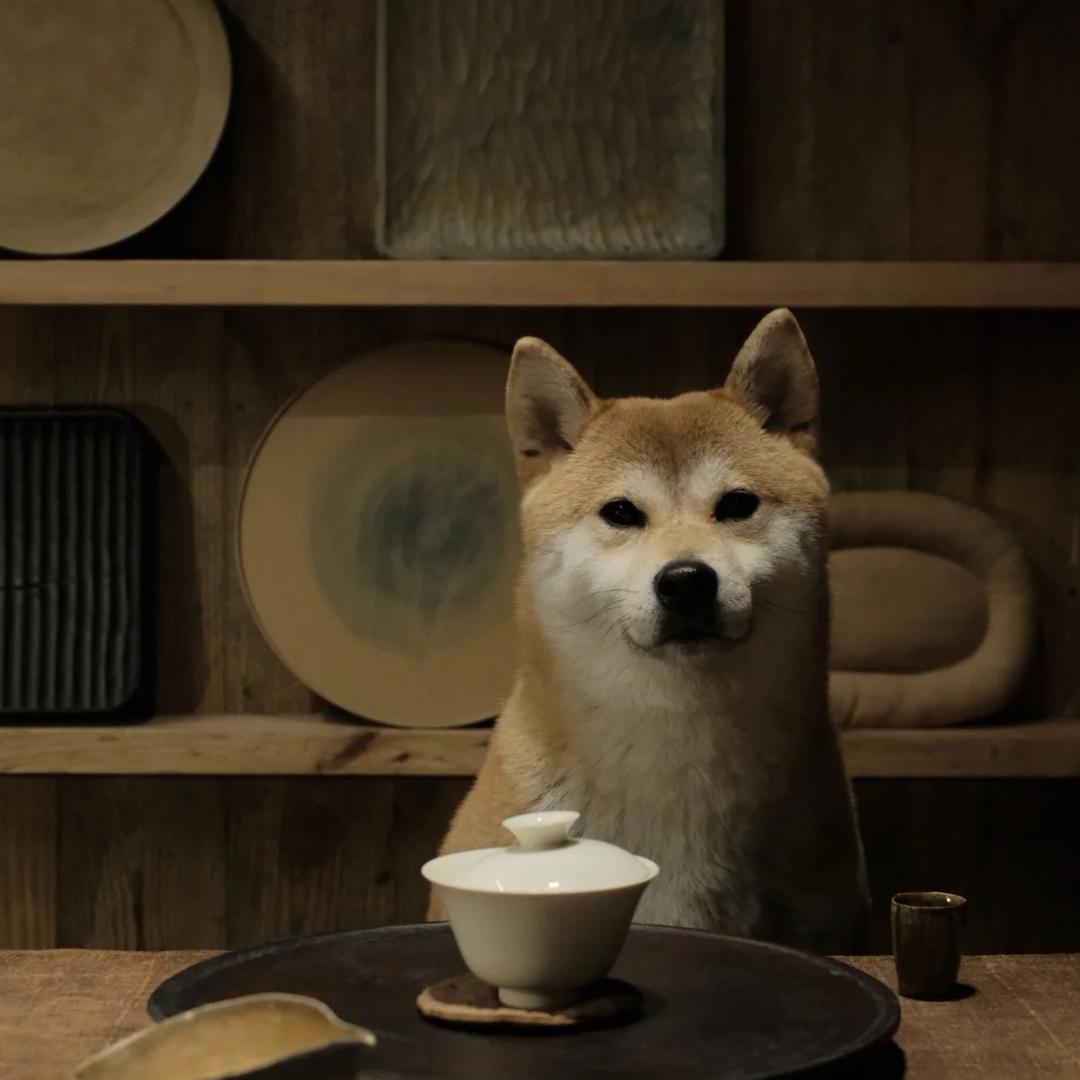 千里寻茶