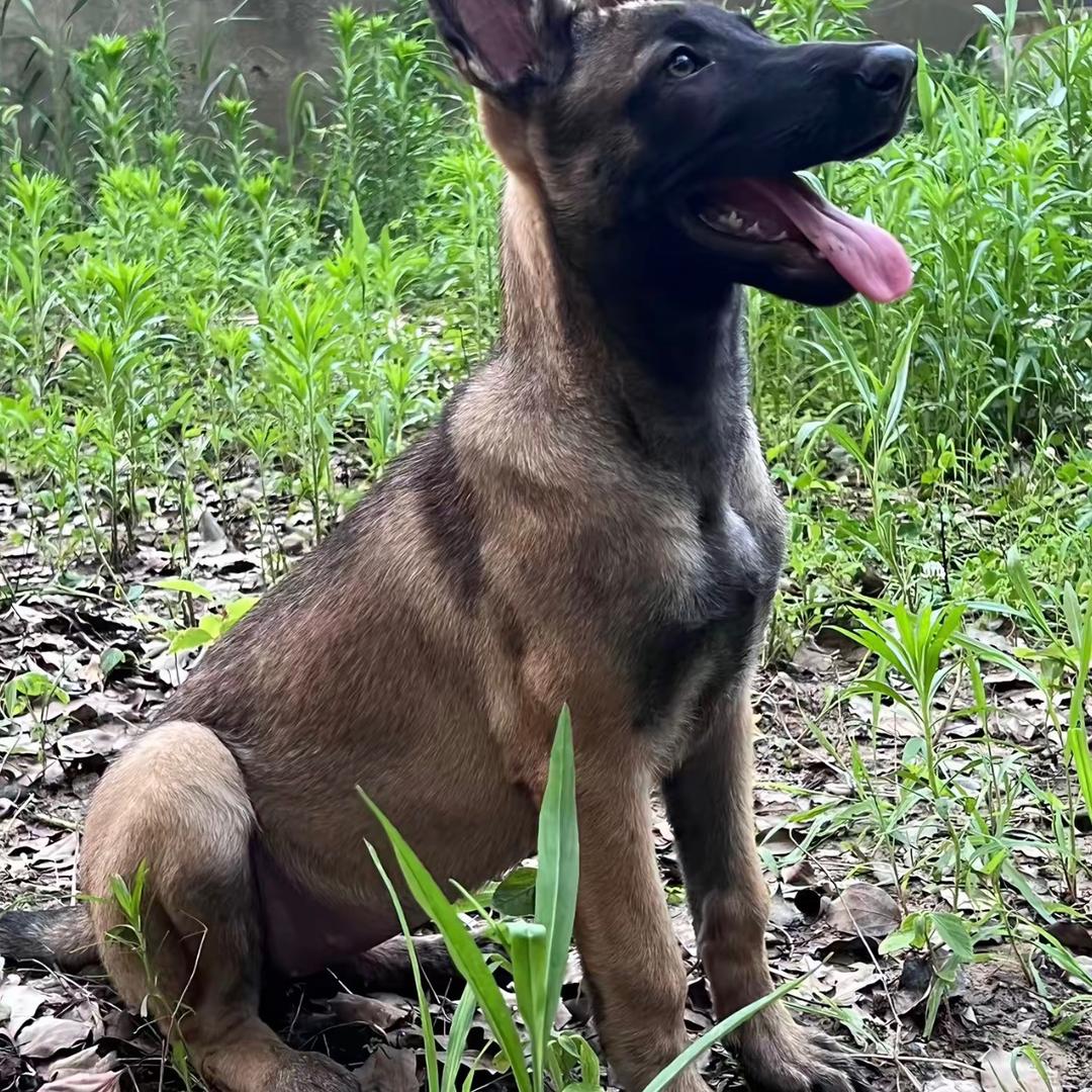 蒂娄马犬