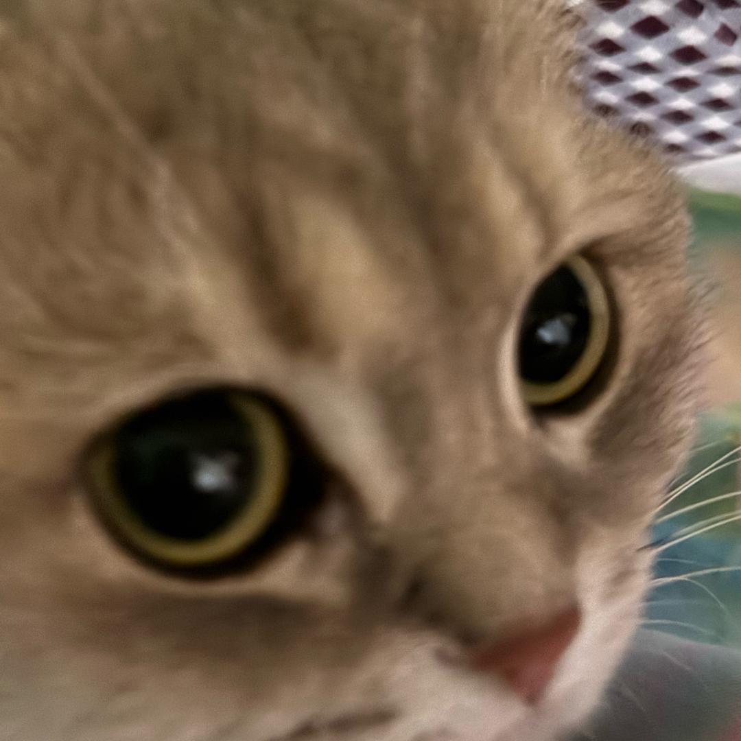 苏莉麻花